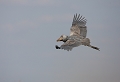  Zambie, Thierry Duval, Bec-en-sabot, marais de Bangweulu, 2010, safari, photgraphie animalière 